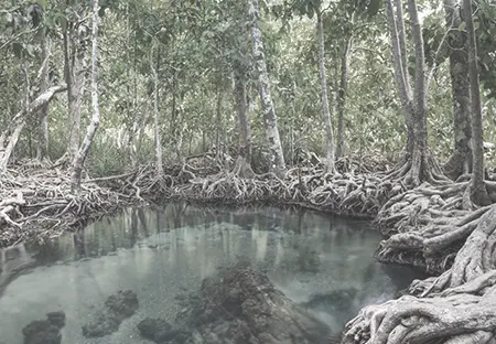 Protected ecological reserves